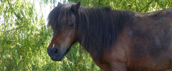 Le poney ferme naturiste l'oliverie